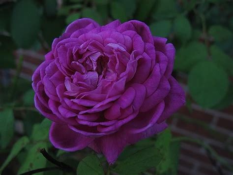 Flowerpedia Intoxicating Fragranced Roses Reine Des Violettes