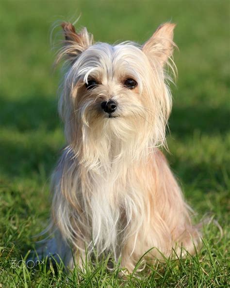 21 Chinese Crested Mix Breeds The Popular And Adorable Hybrid Dogs