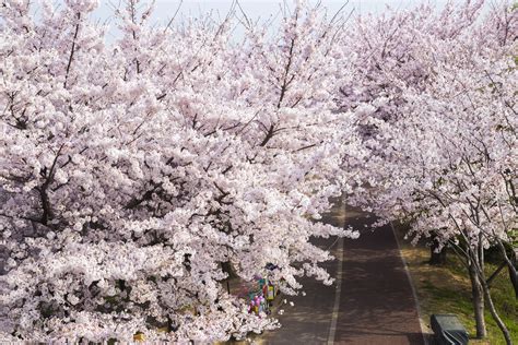 4 taman bunga di korea selatan. Gambar Bunga Sakura Di Korea Selatan | Pickini