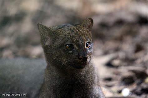 Eyra Cat Puma Yagouaroundi