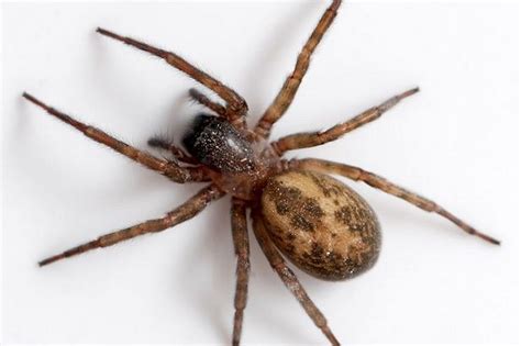 The Types Of Big Spiders Coming To Your Homes Soon Cambridgeshire Live