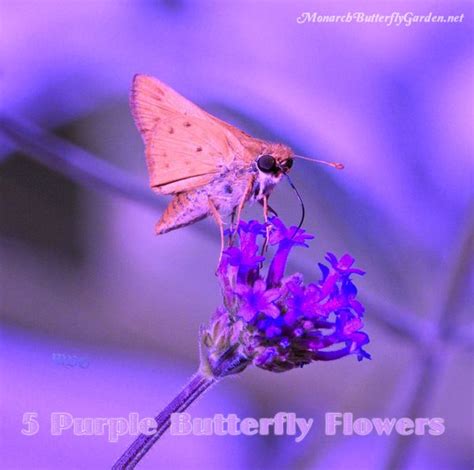 Purple Butterfly Flower Power 6 Purpular Butterfly Plants Butterfly