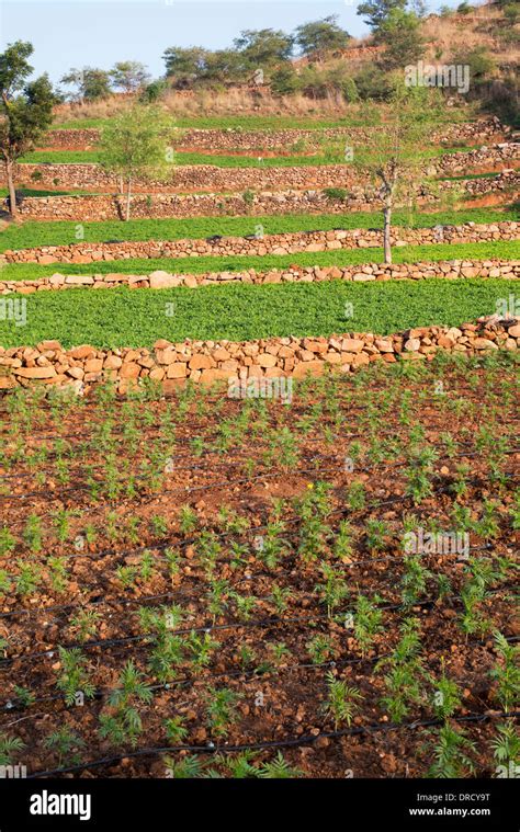 Groundnut Field High Resolution Stock Photography And Images Alamy