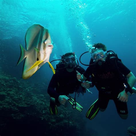 Scubafish On Instagram Batfish In Underwaterphoto Shoot With Our