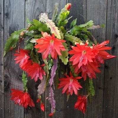 We did not find results for: Care of Epiphytic Cacti