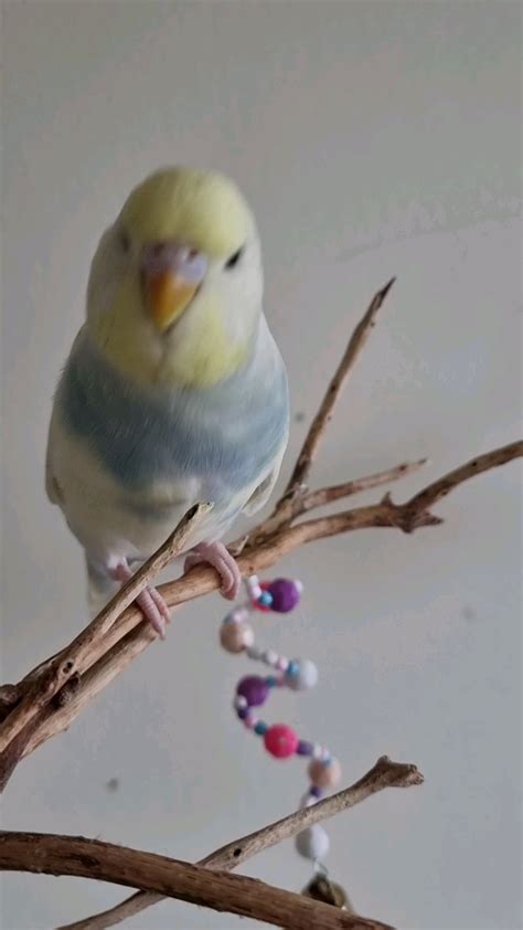 Caption This Video Of Haru Please Rbudgies