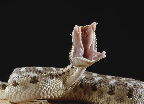 Horned Viper Attack Photograph By Nhpa Fine Art America