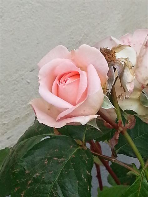 Free Images Rosebud Pink Petal Leaf Botany Flowering Plant Rose