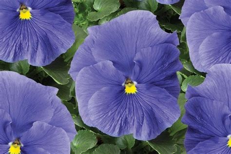 Viola X Wittrockiana True Blue Pansy From George Didden Greenhouses Inc