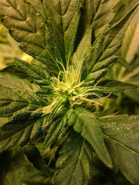 Maybe you would like to learn more about one of these? 1st Grow in My Garage - Auto Northern Lights in Grow Box ...