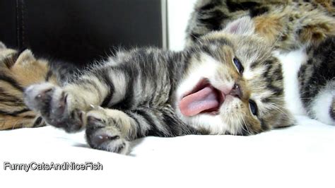 Top 25 Cute Kittens And Funny Cats Yawns Youtube