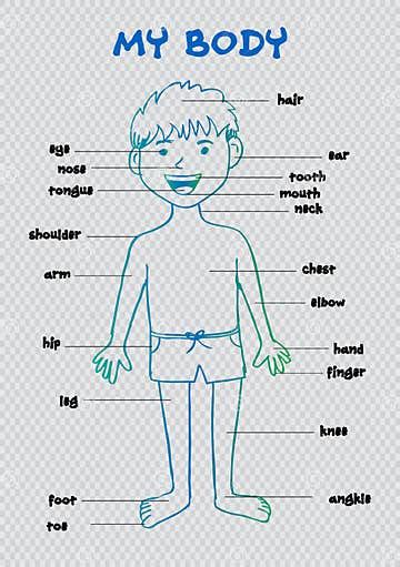 My Body Educational Info Graphic Chart For Kids Stock Vector