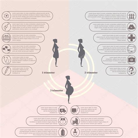 Pregnancy And Birth Infographics Pregnancy Stages Stock Vector By