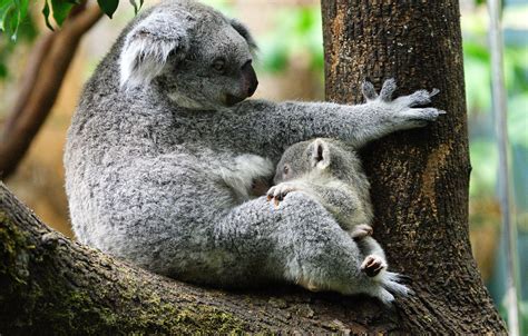 Wallpaper Tree Baby Pair Trunk Cub Mom Two Sitting Koala