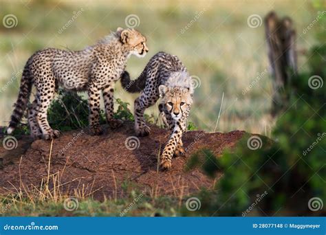 Playing Cheetah Cubs Masai Mara Kenya Stock Photo Image Of Natural