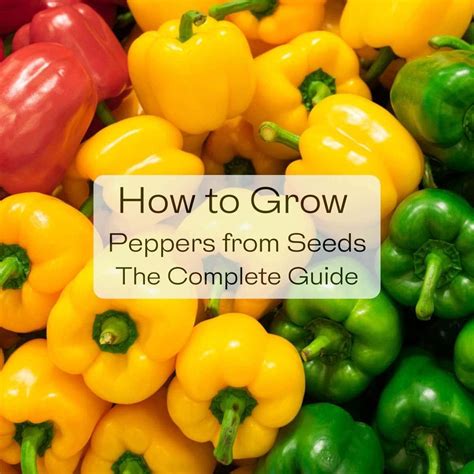 Grow Peppers From Seed Tips For Germination Temperature More