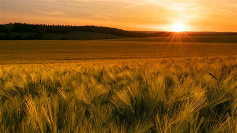 Sunset In A Field Background