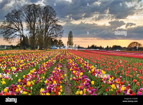Rows Of Tulip Flowers Hi Res Stock Photography And Images Alamy