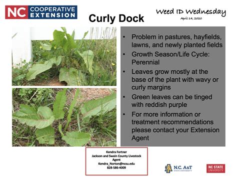 Weed Id Wednesday Curly Dock April 15 2020 Extension Marketing