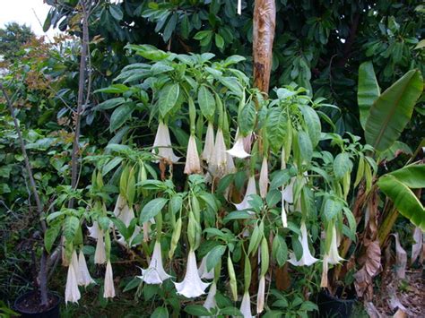 Brugmansia Supernova Supernova Angels Trumpet Grows On You