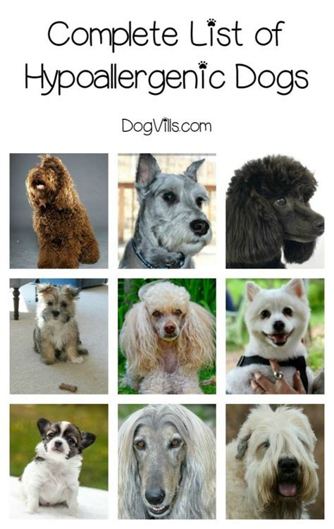 Everything You Need To Find The Right Hypoallergenic Dog For Your