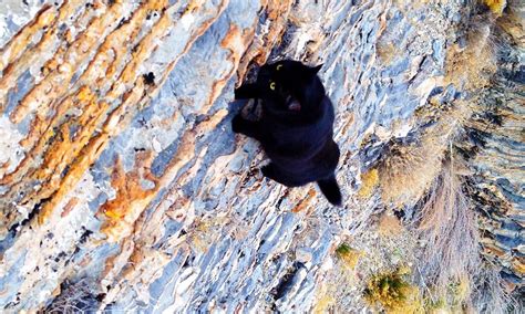 Meet The Rock Climbing Domestic Cat That Scales Mountains Cat