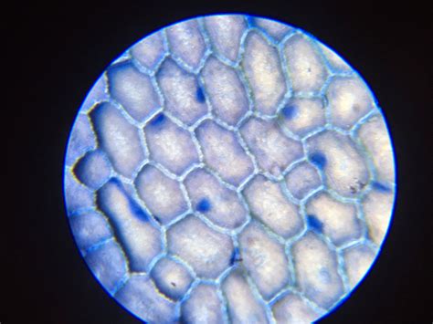 A School Of Fish Plant And Animal Cells Through The Microscope
