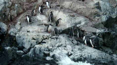 Revisiting Antarctica Land Of Snow And Penguins