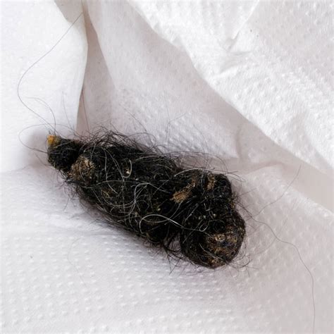 How to treat hairballs in cats. Can Dogs Get Hairballs?