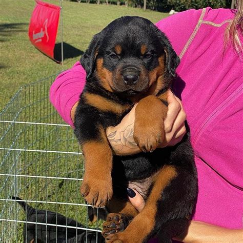 Rottweiler Puppies Rescue Michigan : Rottweiler Puppies For Sale | Romulus, MI #223677 : A
