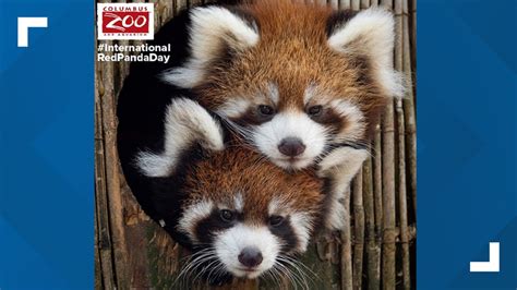 Columbus Zoo Announces Names Of Red Panda Cub Twins