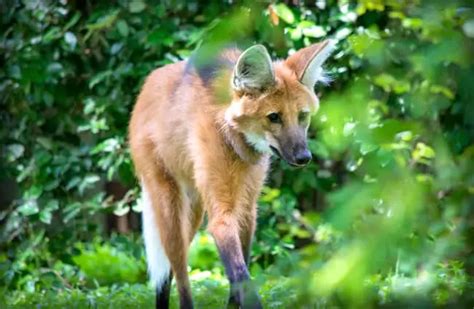 Maned Wolf Description Habitat Image Diet And Interesting Facts