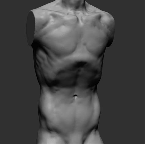 Male Torso V2 3d Model Cgtrader