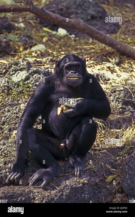 Chimpanzee Eating Banana Stock Photo Alamy