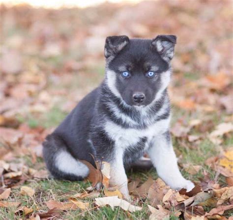 The german shepherd husky mix, also known as the gerberian shepsky, is a sweet natured, intelligent and playful cross breed. German Shepherd Husky Mix Puppies For Sale In Virginia ...