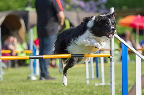 We did not find results for: Découvrir l'Agility Pour Son Chien | Maître et chien épanouis