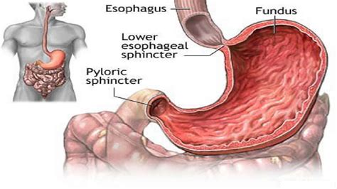 The Human Esophagus Functions And Anatomy And Problems