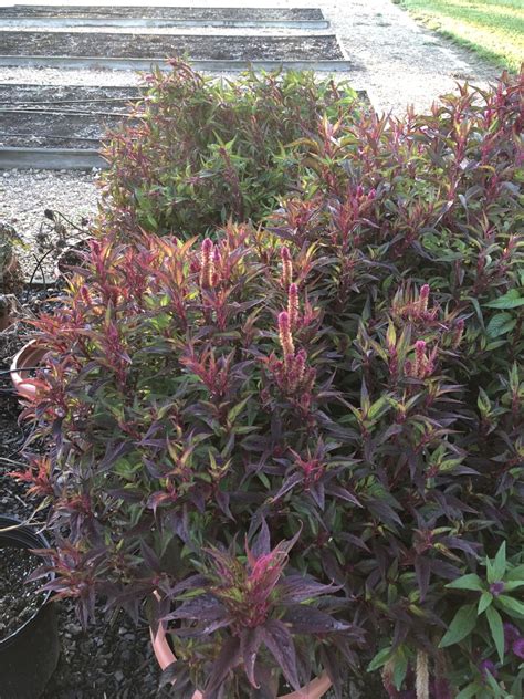 Grow celosia where it will receive at least six hours of direct sunlight each day. CELOSIA Intenz Lipstick - container | Truck Crops Trial ...