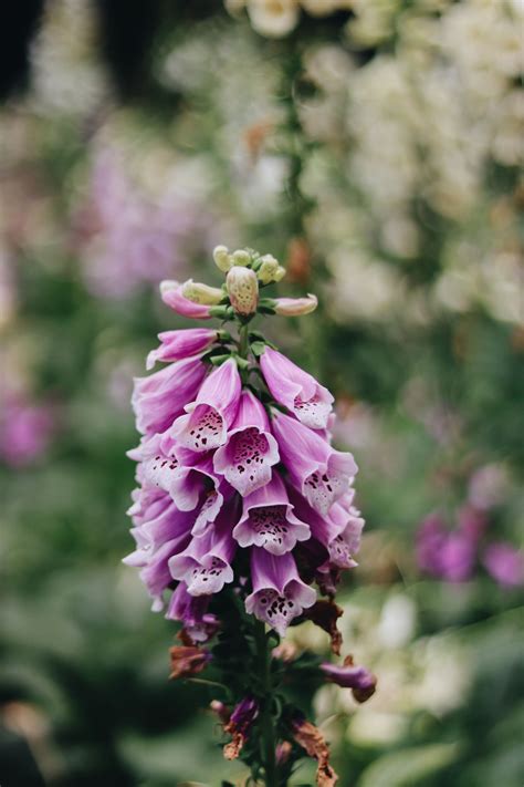 Proudly serving the city of memphis, tennessee by providing delivery of beautiful floral arrangements and related gift ideas. Dixon Gallery & Gardens Memphis, TN | Dixon, Plants, Gallery