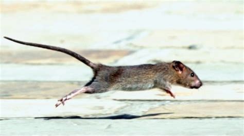 Invincible Super Rats Sweeping Across The Uk Itv News