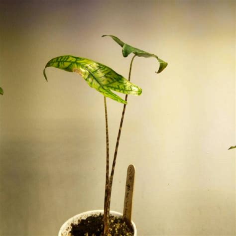 According to expert kaylee ellen, the best practice for elephant. Alocasia zebrina 'Reticulata', Elephant Ear 'Reticulata ...