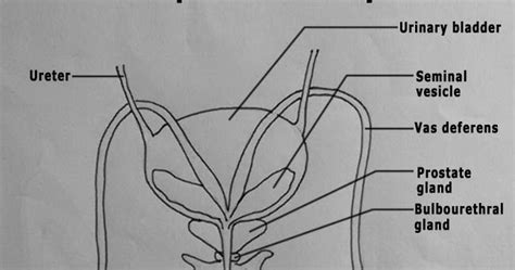 Draw It Neat How To Draw Male Reproductive System