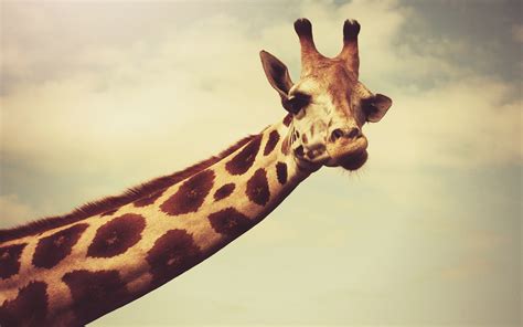 Wallpaper Giraffe Long Neck Head 2560x1600 Hd Picture Image