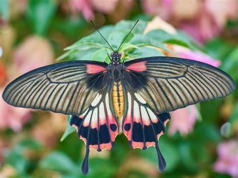 Notre Top 10 Des Plus Beaux Papillons Tropicaux Blog Papillons