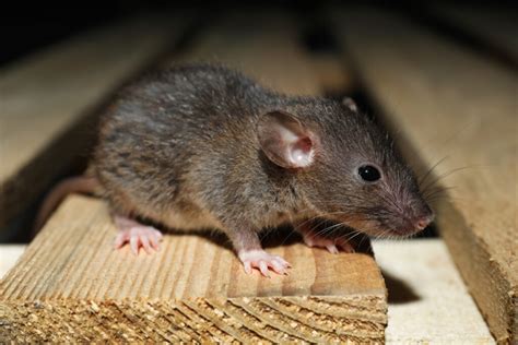The Secret Lives Of Wild Rats Animalkind