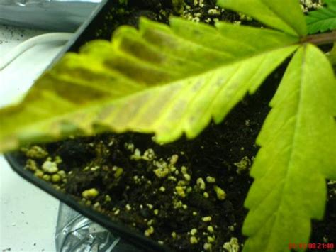 Black spot will look like somewhat circular black spots on leaves. Black spots on leaves???
