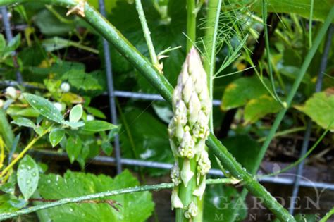 Asparagus ferns (asparagus densiflorus, usda hardiness zone 11) are so versatile. Grow Your Own Asparagus Guide - Garden Mentors