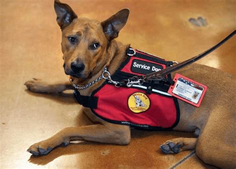 10 Types Of Service Dogs And What They Do Ar
