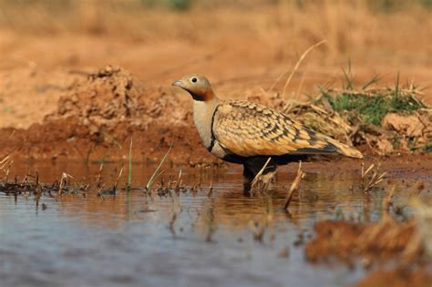 Premium Photo Black Bellied Sandgrouse Male Drinking At A Water Point