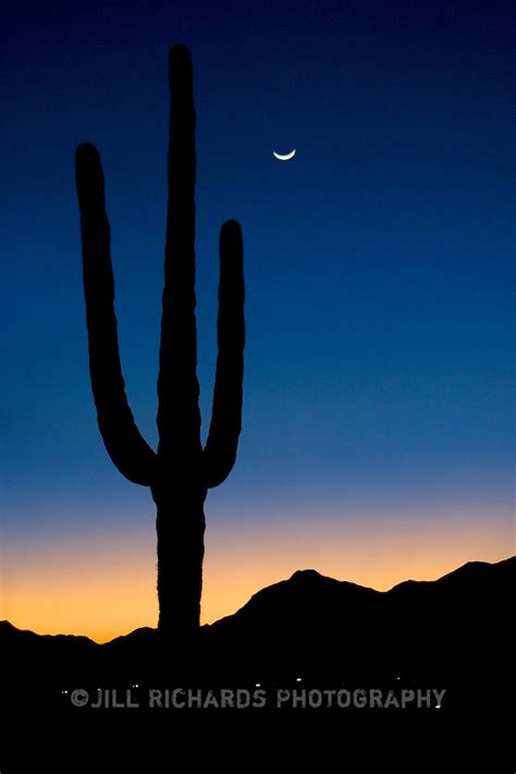Saguaro Cactus At Night In Scottsdale Arizona Jill Richards Photography